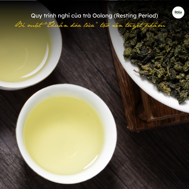 quy-trinh-nghi-cua-tra-oolong-resting-period-oolong