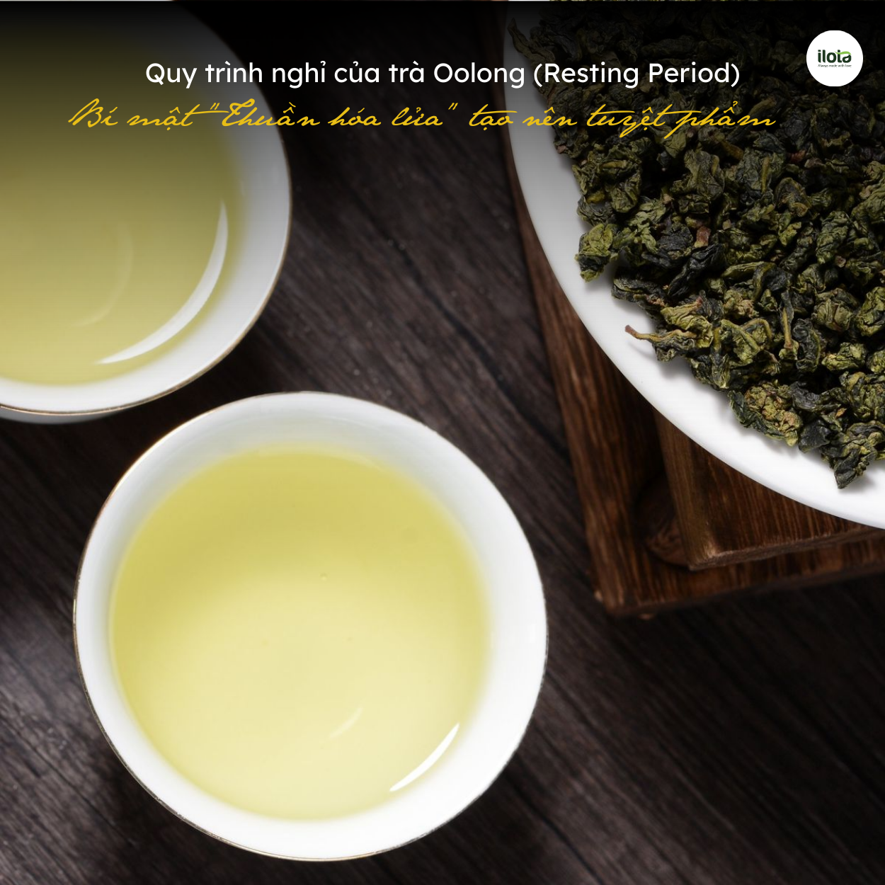 quy-trinh-nghi-cua-tra-oolong-resting-period-oolong
