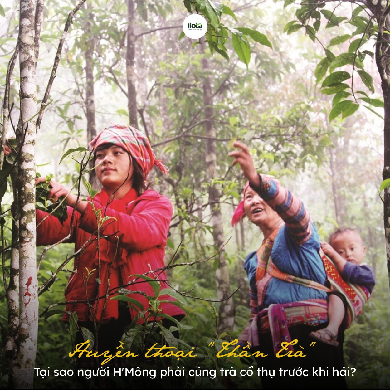 tai-sao-nguoi-hmong-phai-cung-tra-co-truoc-khi-hai