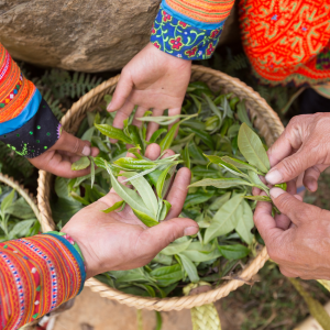 thu-hai-tra-shan-tuyet