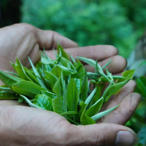 la-tra-qua-tet-doi-tac-2026