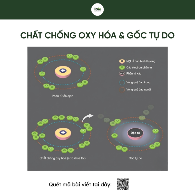 uong-gi-thai-doc-phoi-matcha-la-chan-xanh