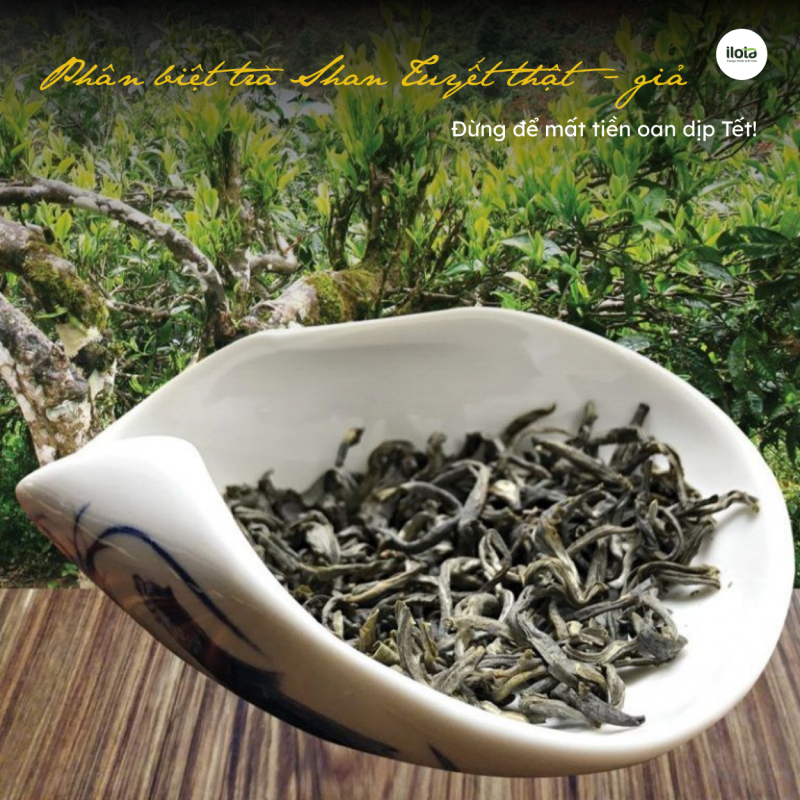 phan-biet-tra-shan-tuyet