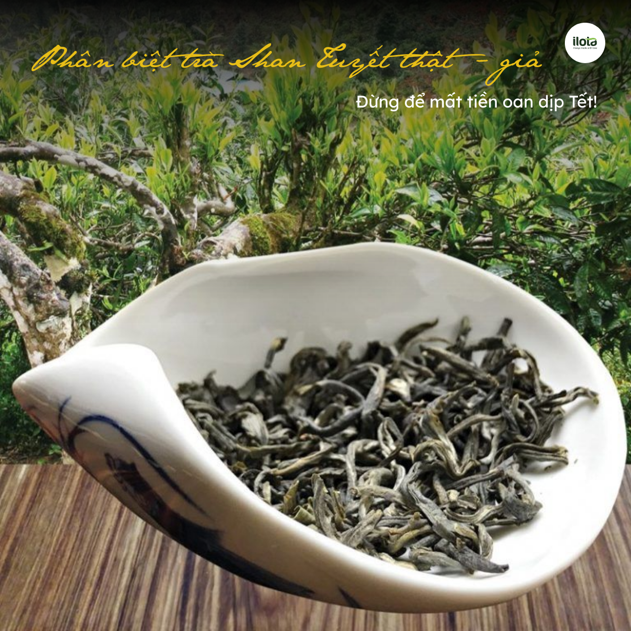 phan-biet-tra-shan-tuyet