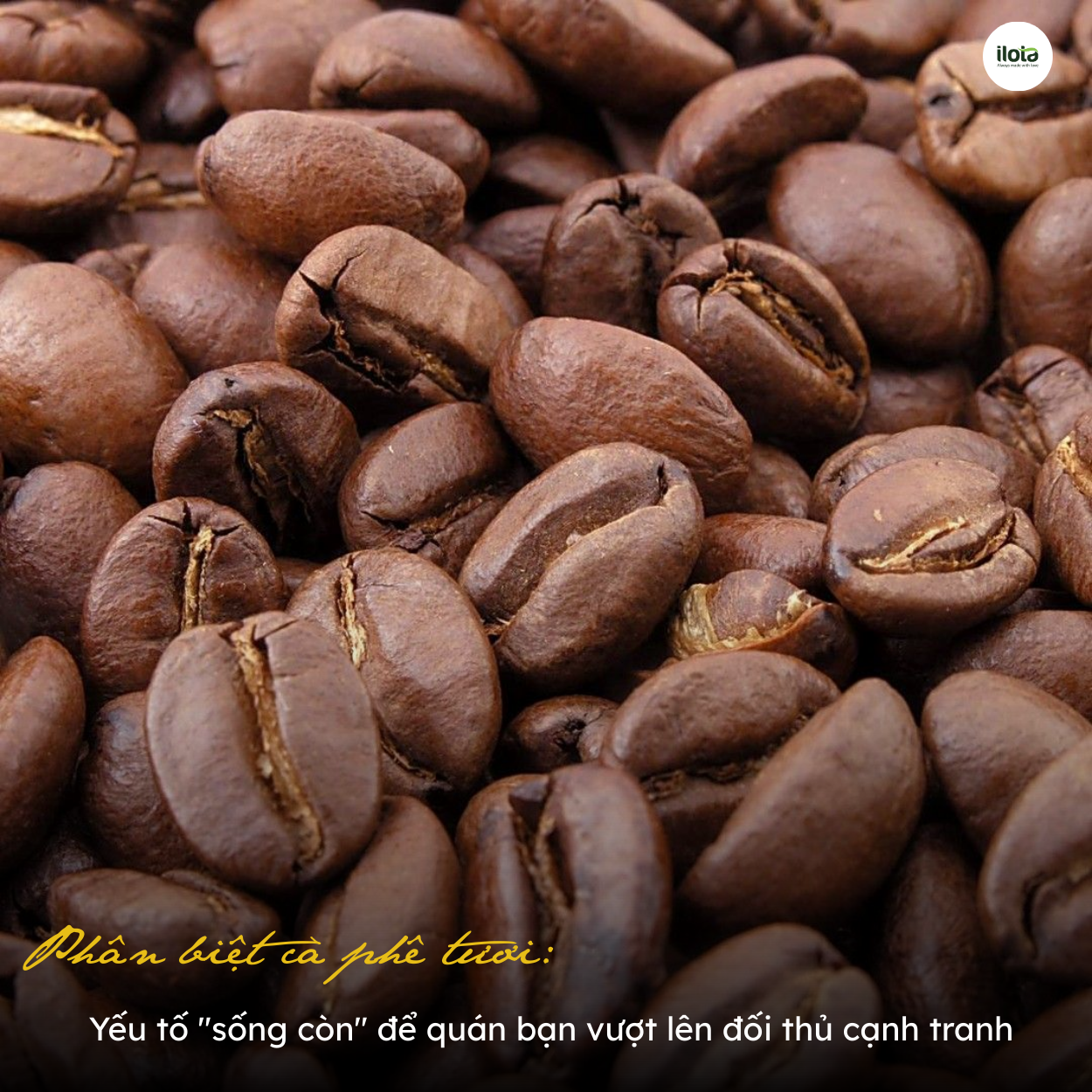 hat-ca-phe-phan-biet-ca-phe-