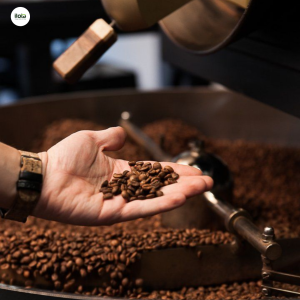 phan-biet-ca-phe-tuoi-hat-ca-