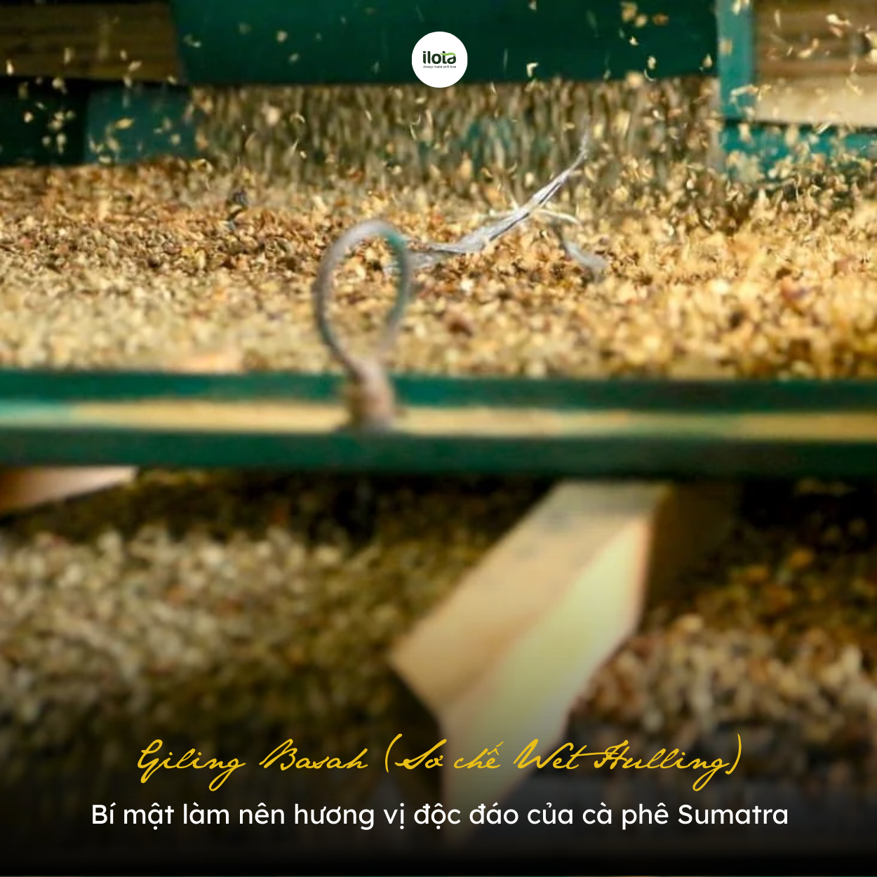 giling-basah-wet-hulling-huong-vi-cua-ca-phe-sumatra