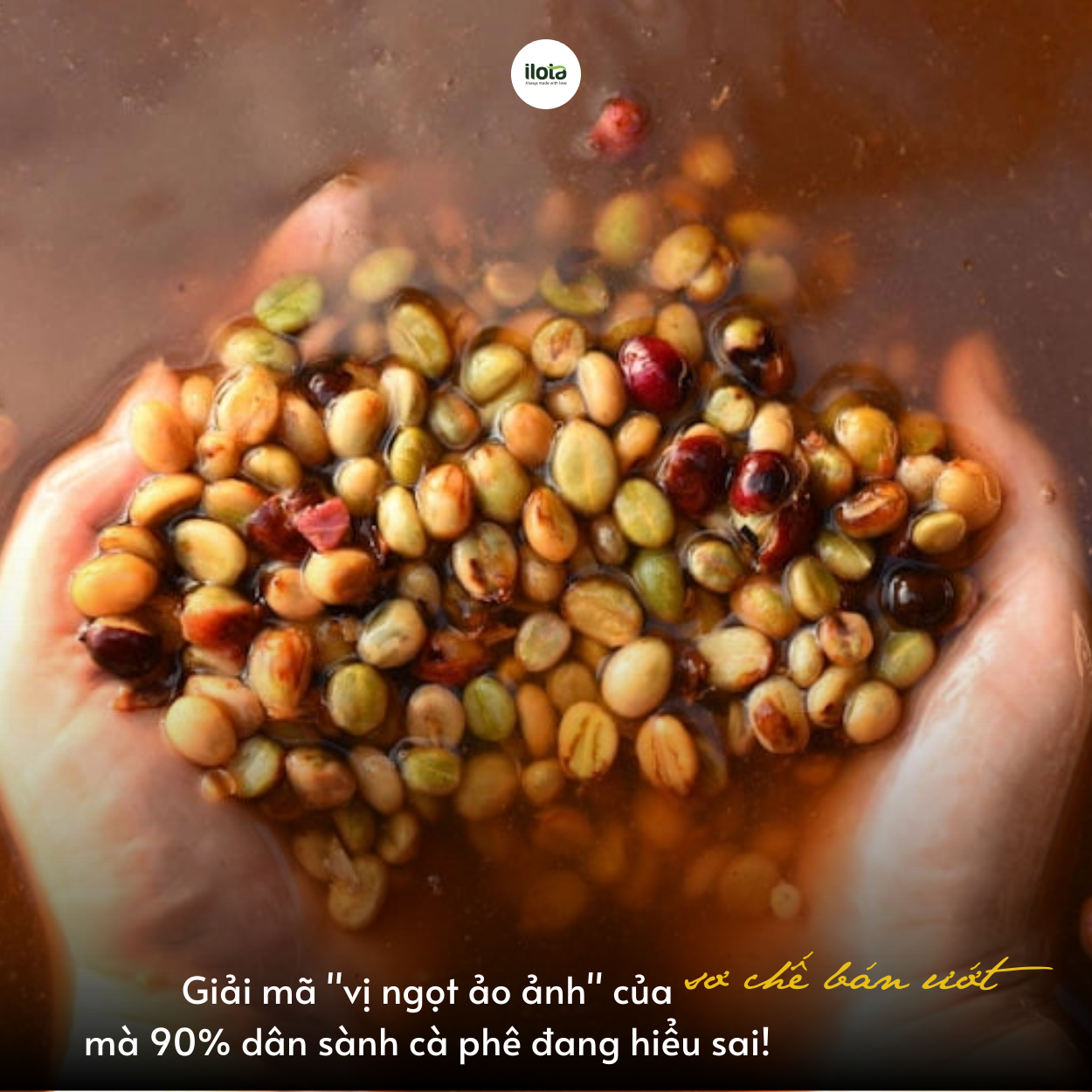 giai-ma-vi-ngot-cua-so-che-ban-uot-ma-dan-sanh-sai