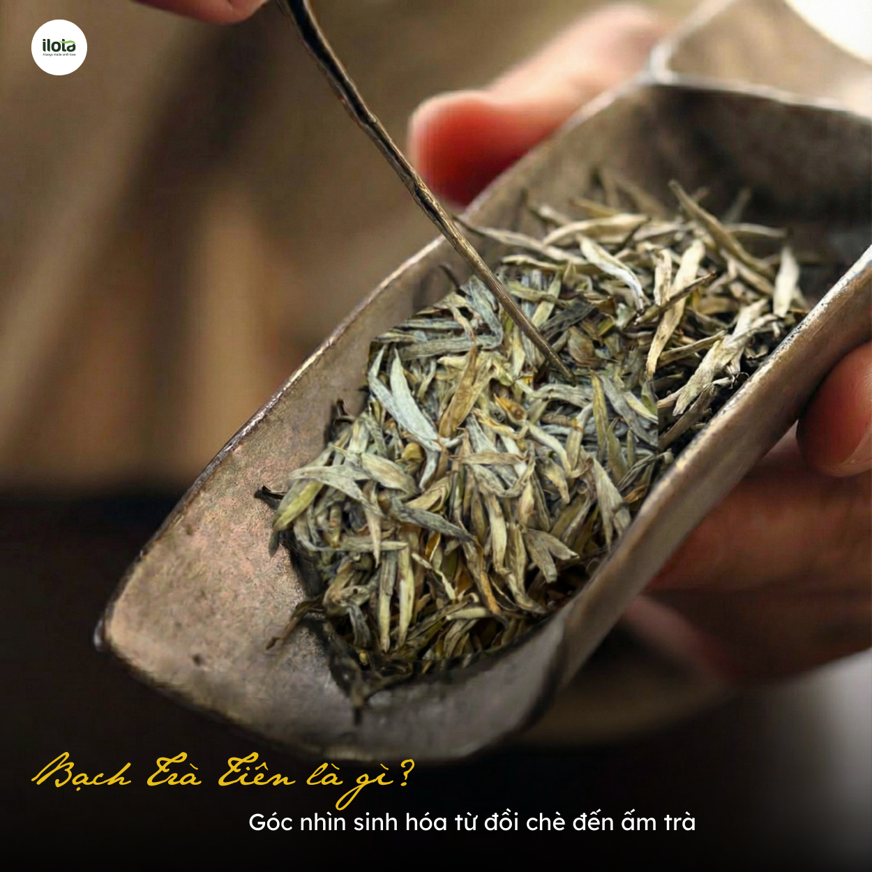 bach-tra-tuyet-la-gi-la-gi