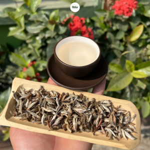 bach-tra-tuyet-la-gi-la-gi-coc