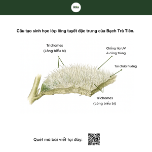 bach-tra-tuyet-la-gi-la-gi-bang