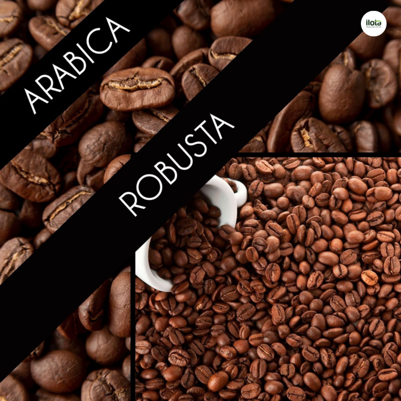 so-sanh-robusta-voi-arabica-hat-ca-phe-so-sanh