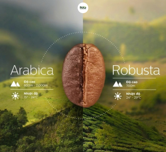 so-sanh-robusta-voi-arabica-bang