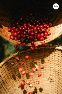 len-men-Carbonic-hat-ca-phe