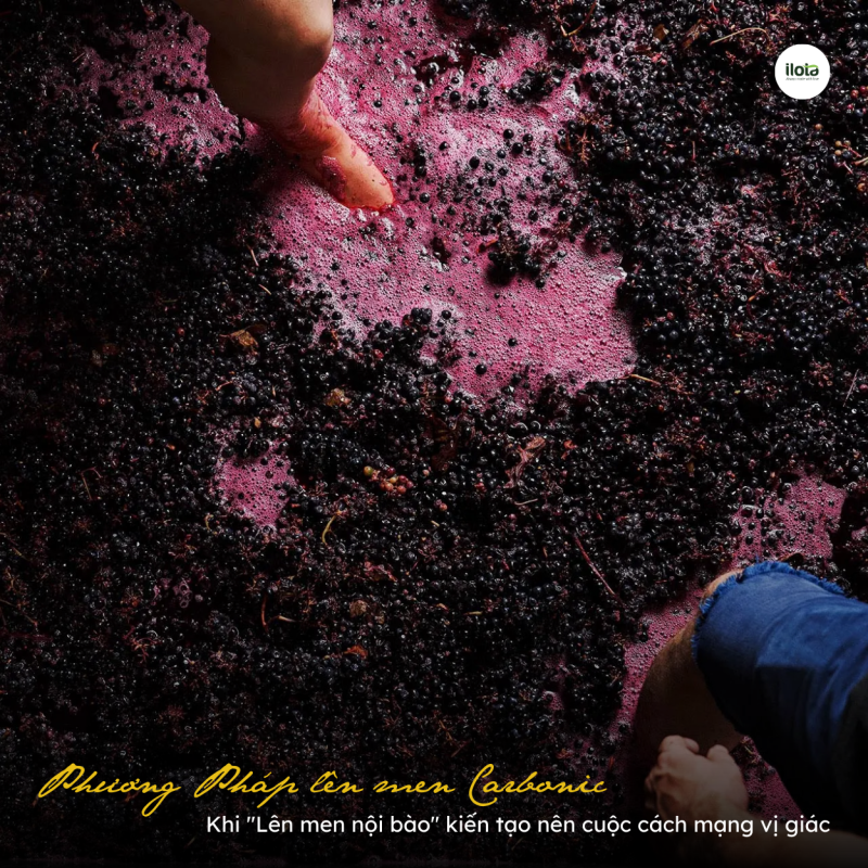 len-men-Carbonic-hat-ca-phe