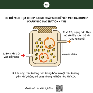 len-men-Carbonic-hat-ca-phe-bang