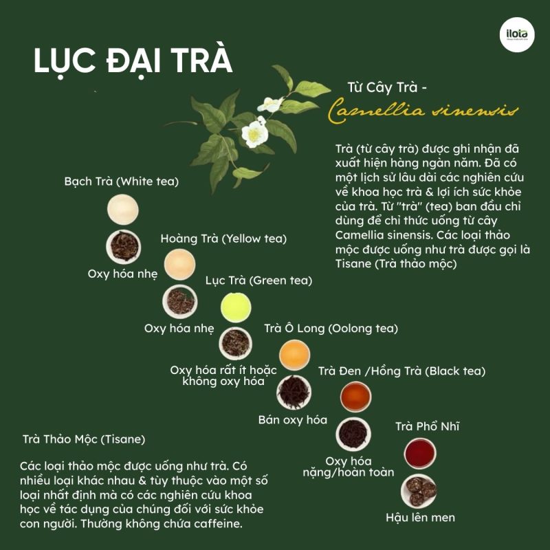 phan-biet-hong-tra-va-luc-tra