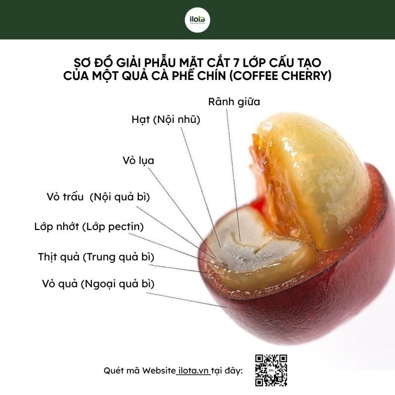 vo-va-ranh-giua-center-cut