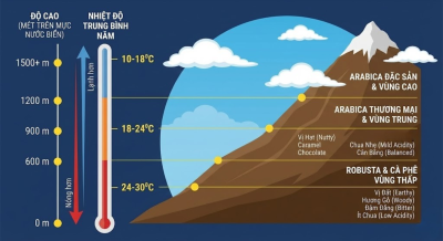 do-cao-cay-ca-phe-co-phai-la-tat-ca