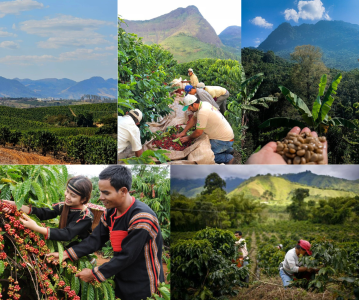 do-cao-cay-ca-phe-co-phai-la-tat-ca