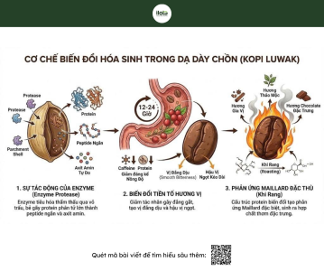 bang-khoa-hoc-ca-phe-chon