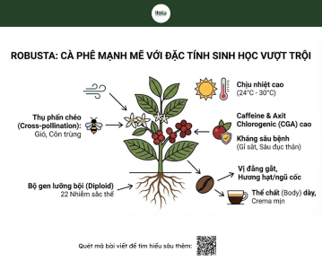 so-sanh-robusta-voi-arabica-hat-ca-phe-so-sanh