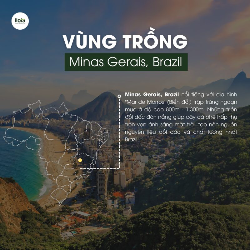 arabica-brazil-minas-gerais