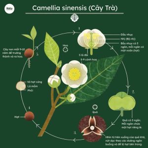 phan-biet-hong-tra-va-luc-tra