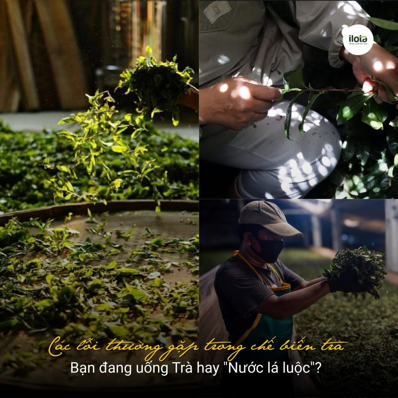 cac-loi-thuong-gap-trong-che-bien-tra