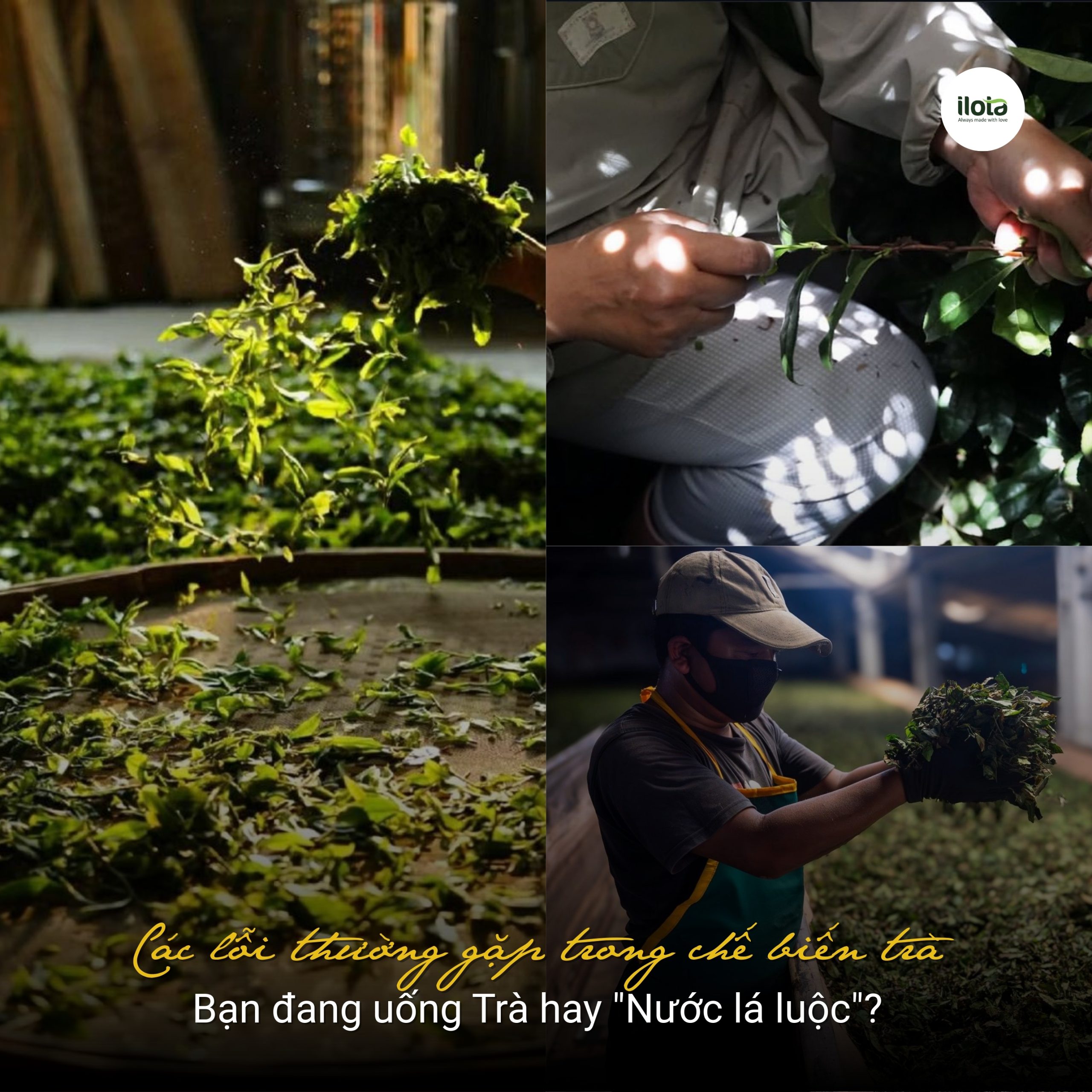 cac-loi-thuong-gap-trong-che-bien-tra