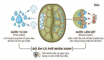do-am-ca-phe-nhan-xanh