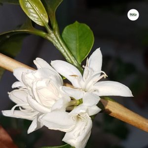 tai-sao-ca-phe-dac-san-lai-dat