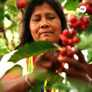 tai-sao-ca-phe-dac-san-lai-dat