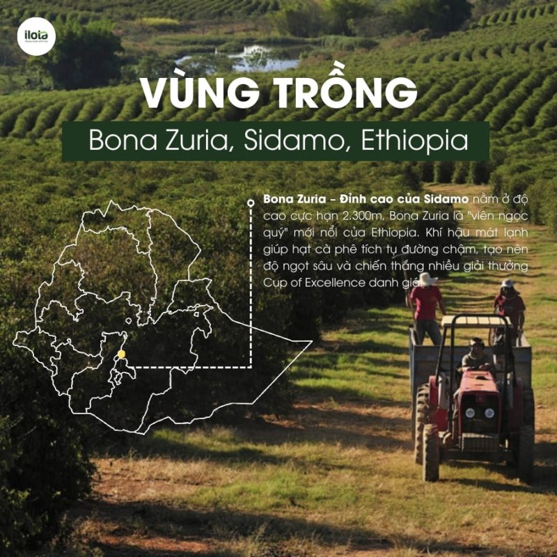 arabica-ethiopia-bona-zuria-bare