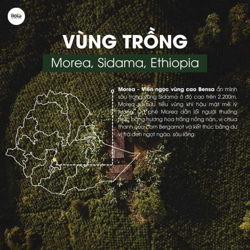 arabica-ethiopia-bona-zuria-bare