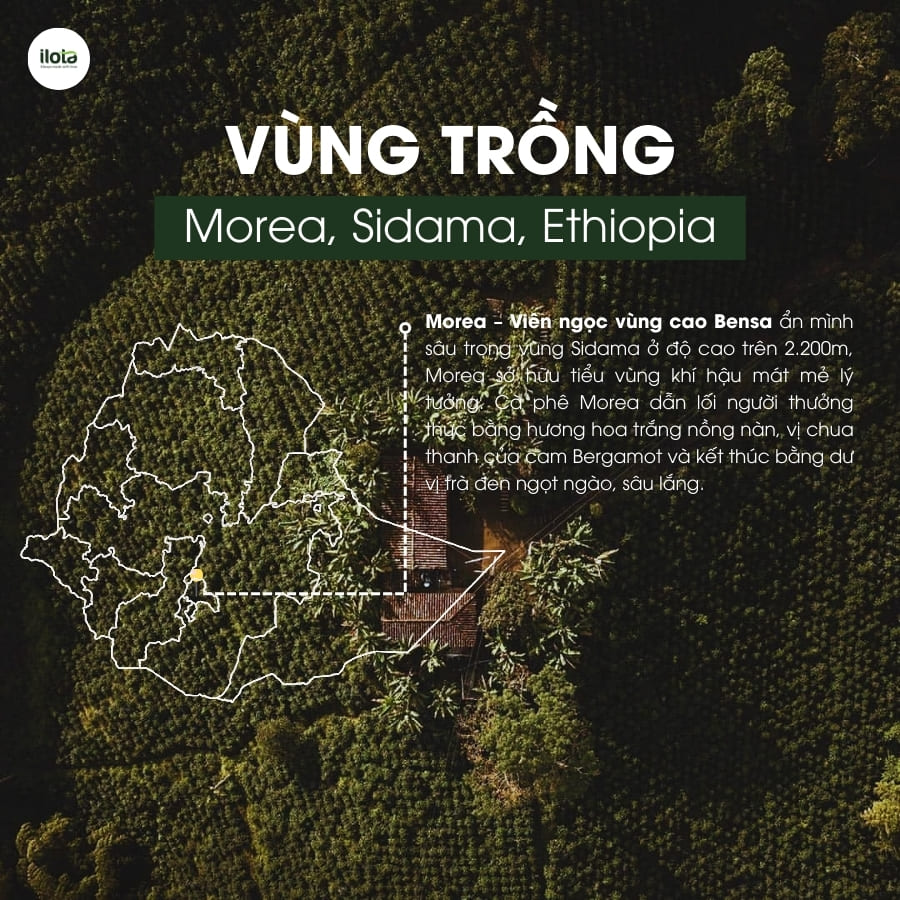 arabica-ethiopia-bona-zuria-bare