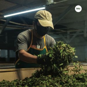 cac-loi-thuong-gap-trong-che-bien-tra