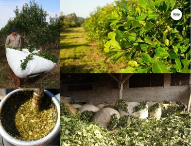 yerba-mate