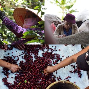 tai-sao-ca-phe-dac-san-lai-dat