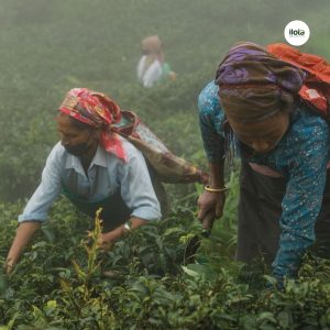 cac-loi-thuong-gap-trong-che-bien-tra