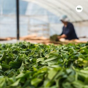 quy-trinh-lam-heo-tra