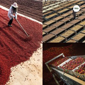 tai-sao-ca-phe-dac-san-lai-dat