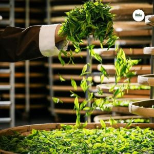 cac-loi-thuong-gap-trong-che-bien-tra