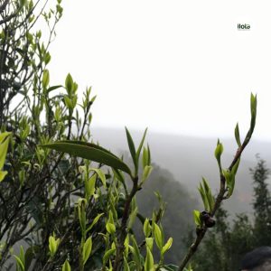 ky-thuat-danh-huong-tra