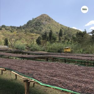 tai-sao-ca-phe-dac-san-lai-dat