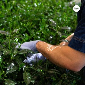 cac-loi-thuong-gap-trong-che-bien-tra