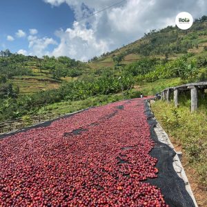 su-sup-do-cua-hiep-dinh-ca-phe-quoc-te