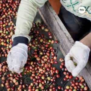 tai-sao-phai-hup-khi-thu-nem-ca-phe