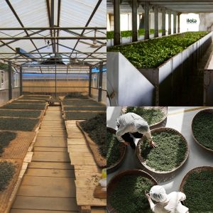 ky-thuat-danh-huong-tra