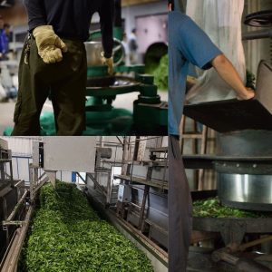 ky-thuat-lam-xanh-tra-o-long